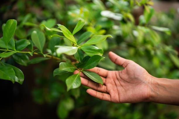 Professional Tree Care Services in Hyde Park, PA